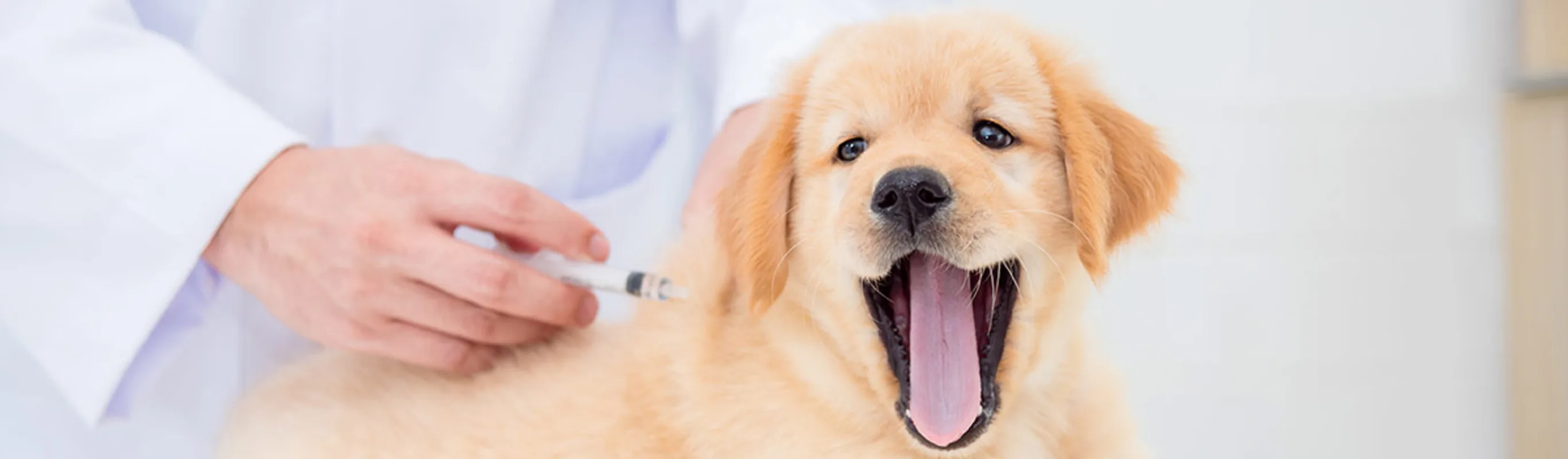 Labrador puppy getting a shot on clinic table from Veterinarian.